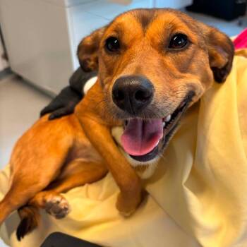 Pippa -  Mixed Breed Dog for Adoption in Huntington, West Virginia - Pippa | PetCurious