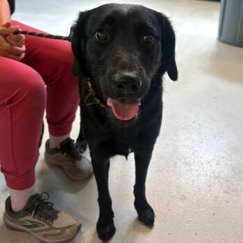 Mixed Breed Dogs Available for Adoption in Huntington, West Virginia - Mellow Yellow Stray Hold 5/16 | PetCurious
