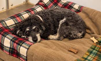 Pearl -  Poodle Dog for Adoption in Lagrange, Indiana - Pearl | PetCurious