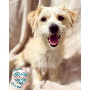Arthur -  Border Terrier and Norfolk Terrier Dog for Adoption in Inglewood, California - Arthur | PetCurious