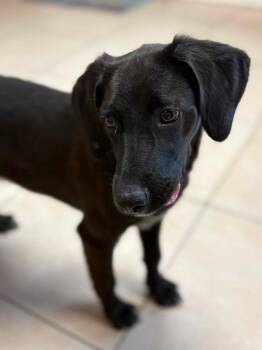 Mildred -  Mixed Breed Dog for Adoption in Taycheedah, Wisconsin - Mildred | PetCurious