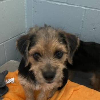 Wilson -  Terrier and Mixed Breed Dog for Adoption in Goleta, California - Wilson | PetCurious