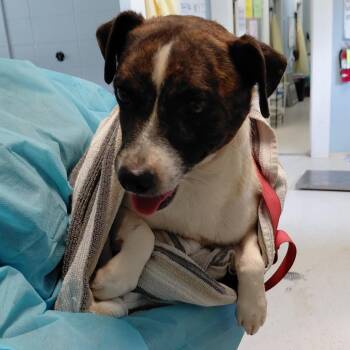 Dillard 4609 -  Chihuahua and Mixed Breed Dog for Adoption in Loxahatchee Groves, Florida - Dillard 4609 | PetCurious
