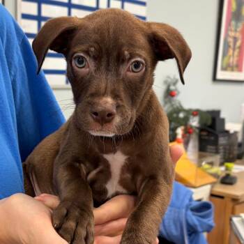 Luca -  Mixed Breed Dog for Adoption in Greensboro, Georgia - Luca | PetCurious