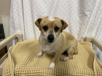 Chihuahua Dogs Available for Adoption in Modesto, California - A611016 | PetCurious