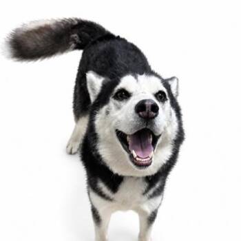 Dally -  Siberian Husky and Mixed Breed Dog for Adoption in Cumberland, Maryland - Dally | PetCurious