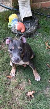 Puppy -  Pit Bull Terrier Dog for Adoption in Crystal Lake, Illinois - Puppy | PetCurious