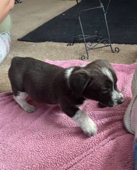 Pembroke Welsh Corgi Dogs Available for Sale in Borger, Texas - Clove | PetCurious