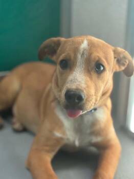 A256506 -  German Shepherd Dog and Mixed Breed Dog for Adoption in Visalia, California - A256506 | PetCurious