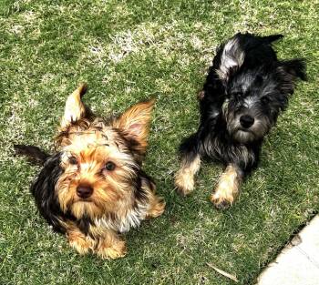 Yorkshire Terrier Dogs Available for Adoption in Piedmont, Oklahoma - Cooper | PetCurious