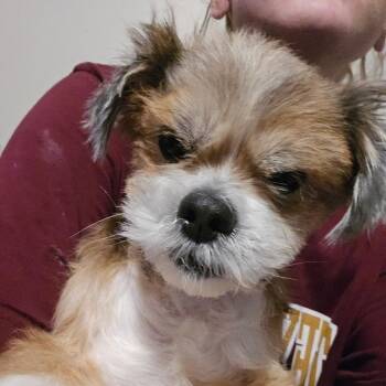 Shih Tzu Dogs Available for Adoption in Park Row, Texas - Preston | PetCurious