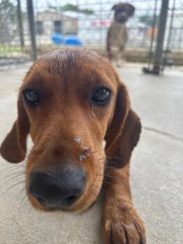 Hound Dogs Available for Adoption in Morgantown, Kentucky - Love Lee Puppy 2 | PetCurious