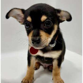 Blackjack -  Chihuahua Dog for Adoption in Portland, Oregon - Blackjack | PetCurious