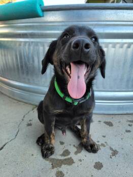 Spot -  Shepherd Dog for Adoption in Seattle, Washington - Spot | PetCurious