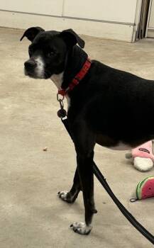 Rescue Greyhound and Mixed Breed Dogs for Adoption in Morristown, New Jersey - Loki | PetCurious