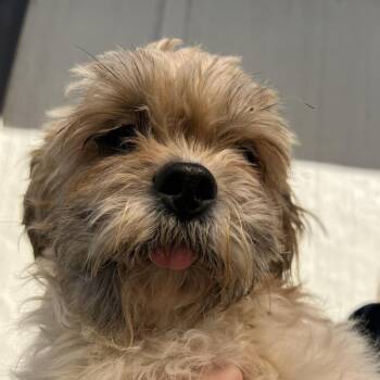 Shih Tzu and Poodle Dogs Available for Adoption - Rosie 9042 | PetCurious
