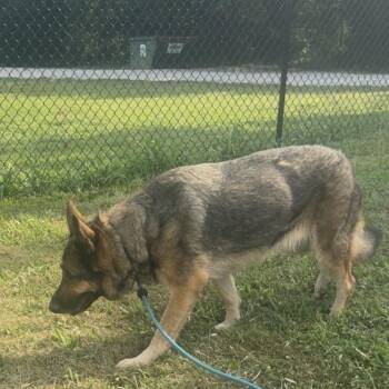 Gretchen -  German Shepherd Dog and Mixed Breed Dog for Adoption in Spring Hill, Kansas - Gretchen | PetCurious