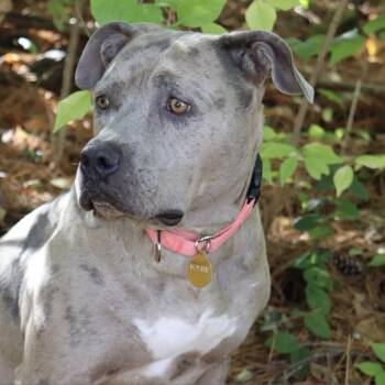 Kayla -  Pit Bull Terrier and American Bulldog Dog for Adoption in East St. Louis, Illinois - Kayla | PetCurious