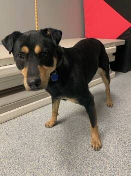 Rescue Wheaten Terrier and Border Terrier Dogs for Adoption in Bartlesville, Oklahoma - McGraw | PetCurious