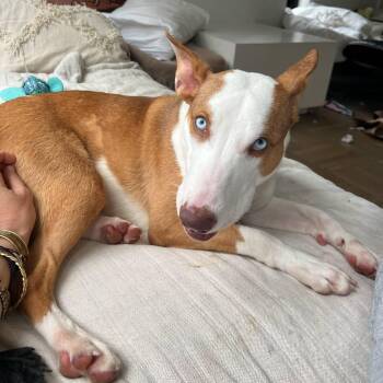 Rescue Ibizan Hound and Siberian Husky Dogs for Adoption in Bowling Green, New York - Striking Simba | PetCurious