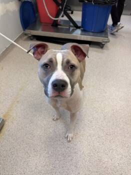 Rescue Mixed Breed Dogs for Adoption in New York, New York - Bentley | PetCurious