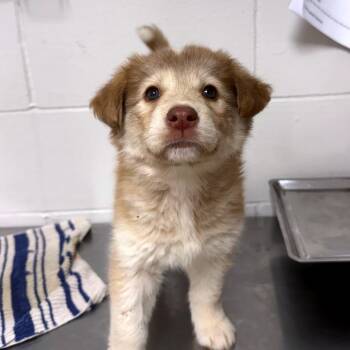 Husky Dogs Available for Adoption in Parrish, Alabama - Lady | PetCurious