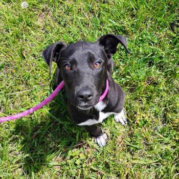 Mixed Breed Dogs Available for Adoption in Decherd, Tennessee - Louisiana | PetCurious