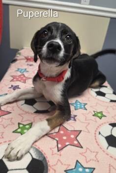 Pupperella -  Labrador Retriever and Border Collie Dog for Adoption in Lacona, New York - Pupperella | PetCurious