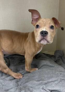 Pit Bull Terrier Dogs Available for Adoption in Montgomery, New Jersey - Triumph | PetCurious