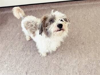 CHRIS -  Lhasa Apso Dog for Adoption in Brentwood, Missouri - CHRIS | PetCurious