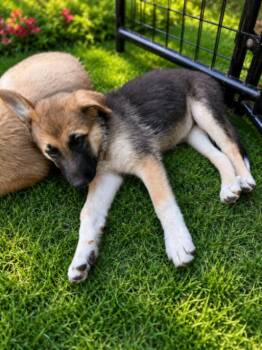Tova -  German Shepherd Dog Dog for Adoption in Seattle, Washington - Tova | PetCurious