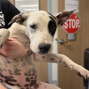 Bristol -  Terrier and Mixed Breed Dog for Adoption in Marshall, Texas - Bristol | PetCurious