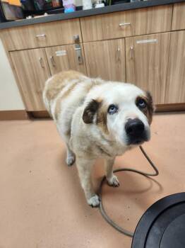 Saint Bernard and Australian Cattle Dog Blue Heeler Dogs Available for Adoption in Kennewick, Washington - Tex | PetCurious