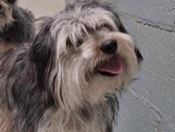 Mixed Breed Dogs Available for Adoption in Santa Fe, New Mexico - CHEWY | PetCurious
