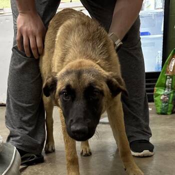 Shepherd Dogs Available for Adoption in Corbin, Kentucky - Berry | PetCurious