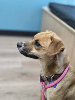 Mixed Breed Dogs Available for Adoption - Foxy | PetCurious