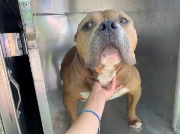 Pit Bull Terrier Dogs Available for Adoption in Rowlett, Texas - TUB BOAT | PetCurious