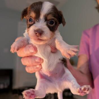 Kona -  Shih Tzu Dog for Adoption in Hollister, Florida - Kona | PetCurious