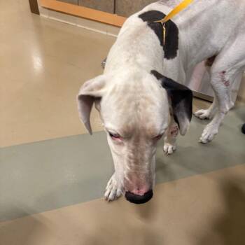 Baby -  Great Dane Dog for Adoption in Winston-salem, North Carolina - Baby | PetCurious