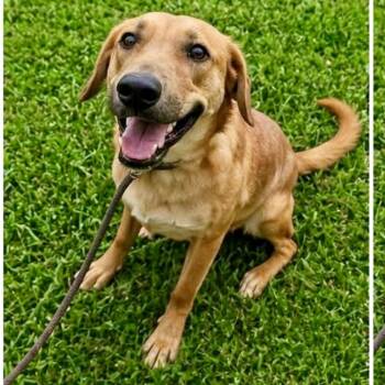Golden Retriever and Labrador Retriever Dogs Available for Adoption in Longview, Texas - Rufus | PetCurious