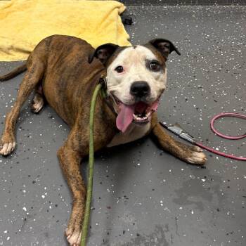 Lucky -  Mixed Breed Dog for Adoption in Columbiana, Alabama - Lucky | PetCurious