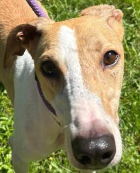 Resilient -  Whippet and Mixed Breed Dog for Adoption in Olean, New York - Resilient | PetCurious