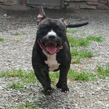 Mighty Maestro -  Mixed Breed Dog for Adoption in Fairport, New York - Mighty Maestro | PetCurious