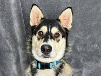 Lyra -  Siberian Husky Dog for Adoption in Portland, Oregon - Lyra | PetCurious