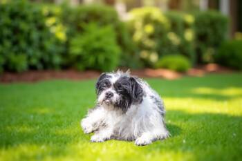 Rescue Shih Tzu and Chihuahua Dogs for Adoption in Sebastian, Florida - Simba | PetCurious