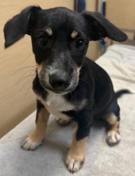 Mixed Breed Dogs Available for Adoption in Honolulu, Hawaii - Wasabi | PetCurious