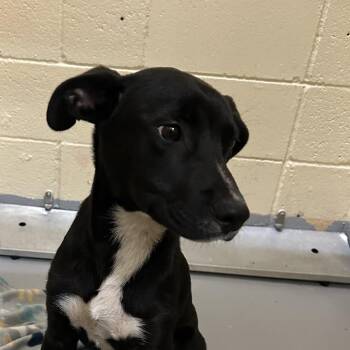 Labrador Retriever Dogs Available for Adoption in Lufkin, Texas - Bradly | PetCurious