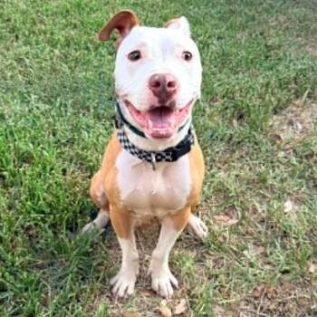 Dexter SSP -  Pit Bull Terrier Dog for Adoption in Austin, Texas - Dexter SSP | PetCurious