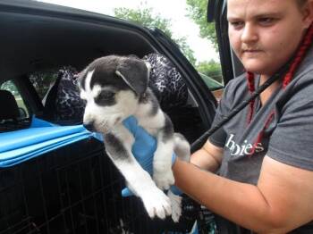 Siberian Husky Dogs Available for Adoption in Ocala, Florida - MARIO | PetCurious