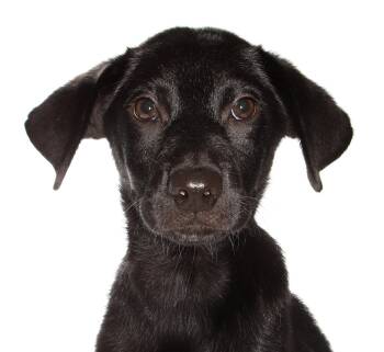Alexander -  Black Labrador Retriever Dog for Adoption in Oakland Park, Florida - Alexander | PetCurious